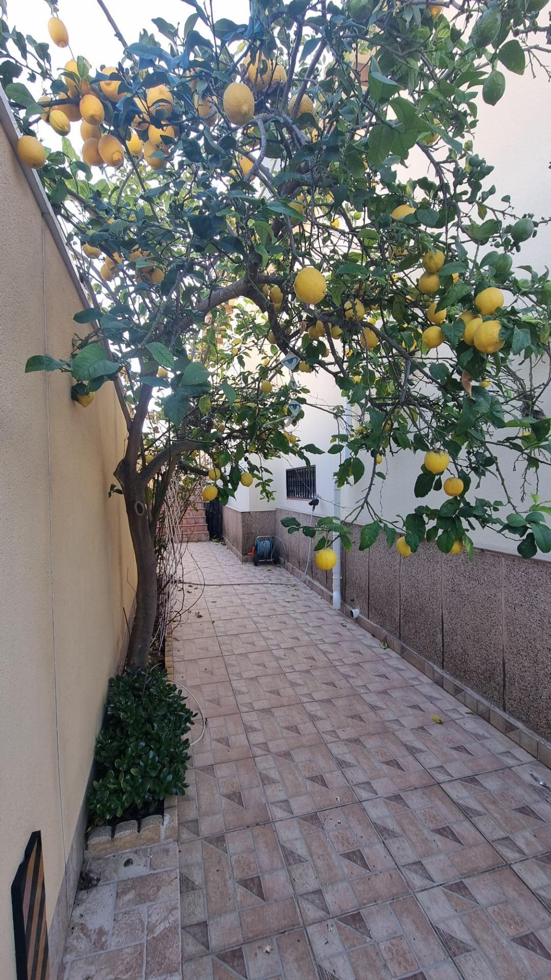 Villa in Torrevieja — image 5