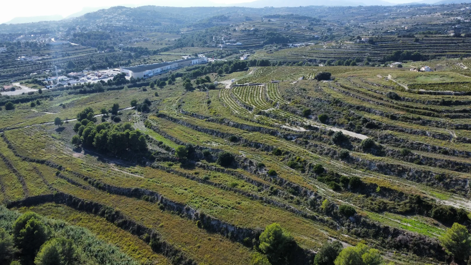 Drone photograph of the vine terraces of the Casa Llúcia estate, October 2026